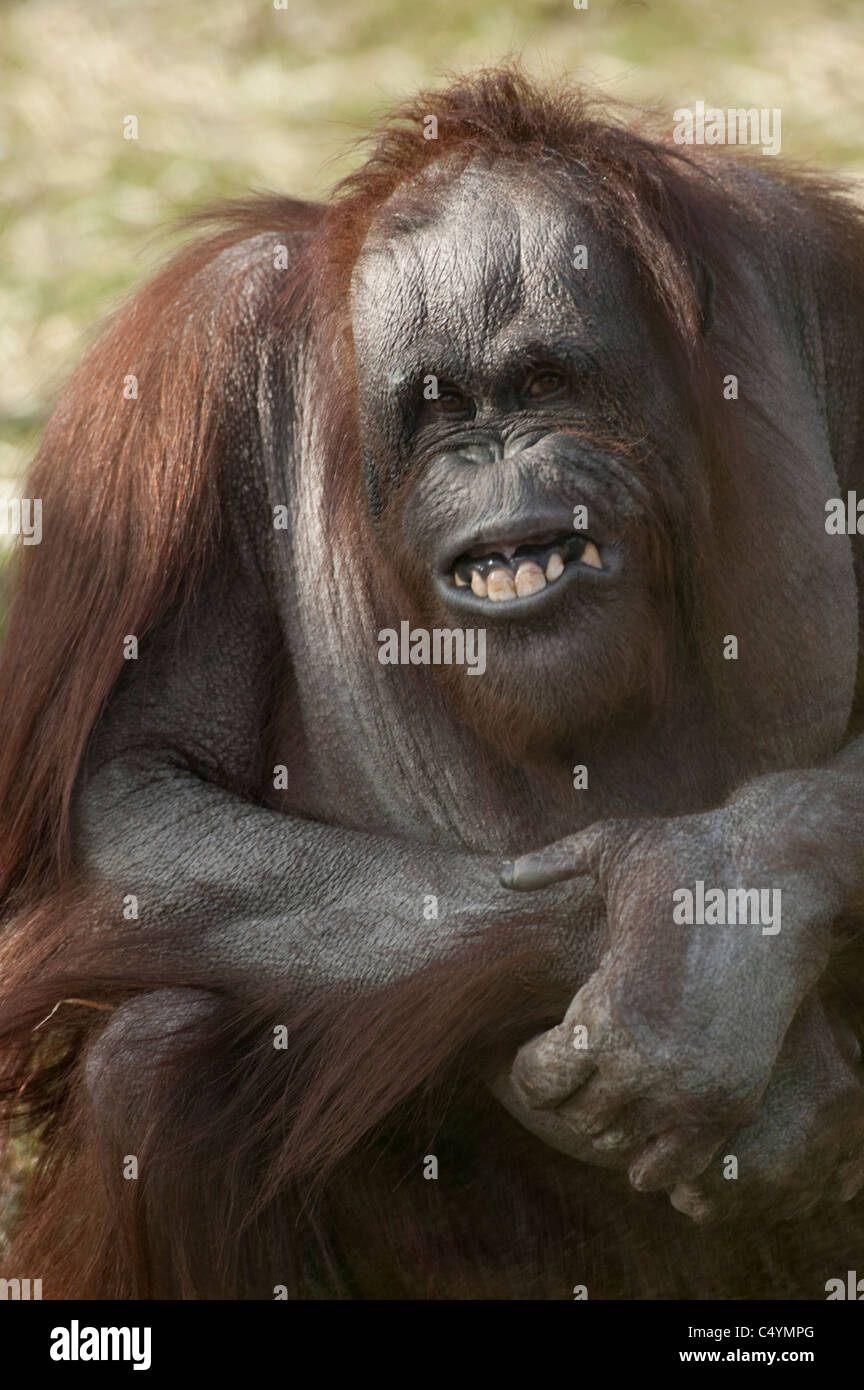 Bornean orangutan Pongo pygmaeus seduto sull'erba braccia piegate e tirando una strana faccia buffa Foto Stock