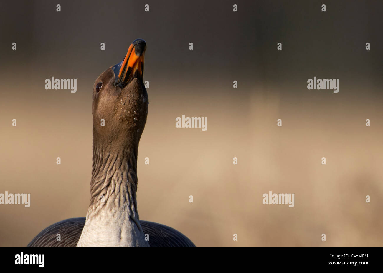 Bean Goose (Anser fabalis), Adulto bere, ritratto. La Finlandia. Foto Stock