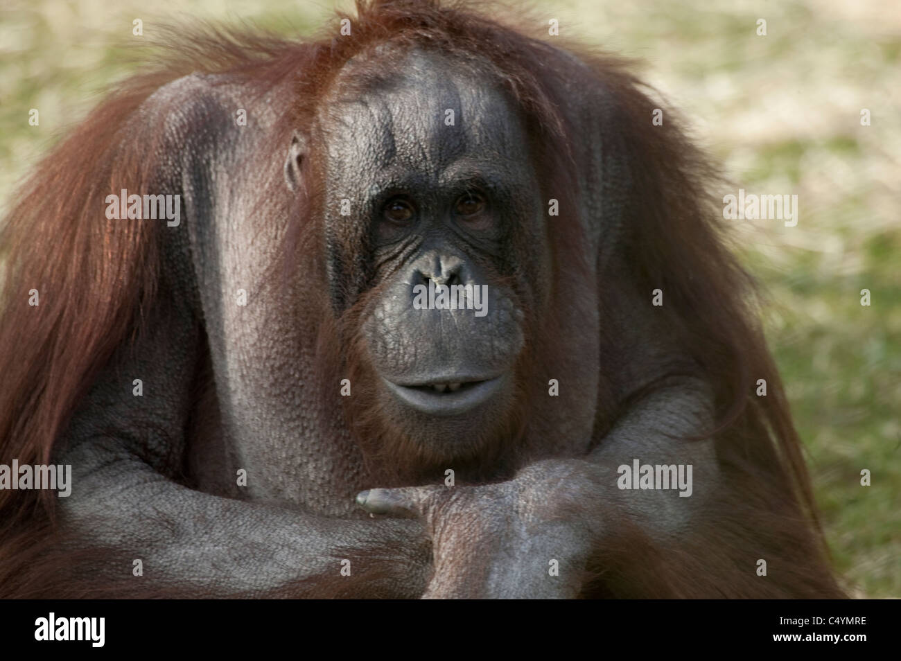 Bornean orangutan Pongo pygmaeus seduto sull'erba braccia piegate e busbana francese Foto Stock