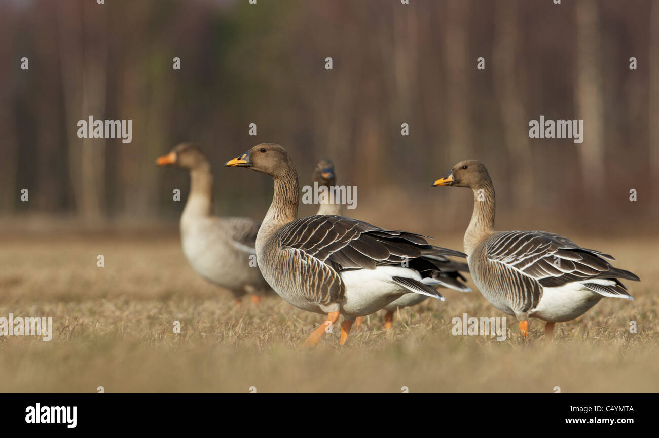 Bean Goose (Anser fabalis), quattro individui sull'erba. Foto Stock