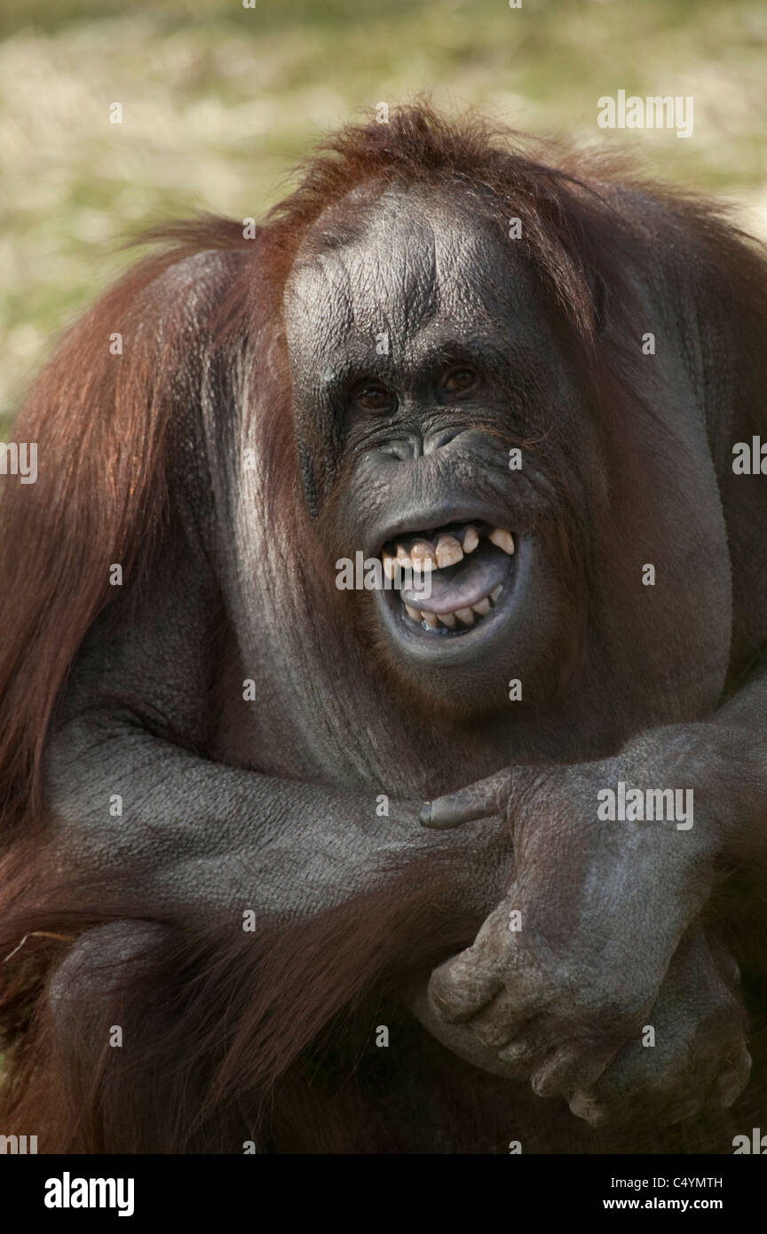 Bornean orangutan Pongo pygmaeus seduto sull'erba bracci ripiegati e sorridente Foto Stock