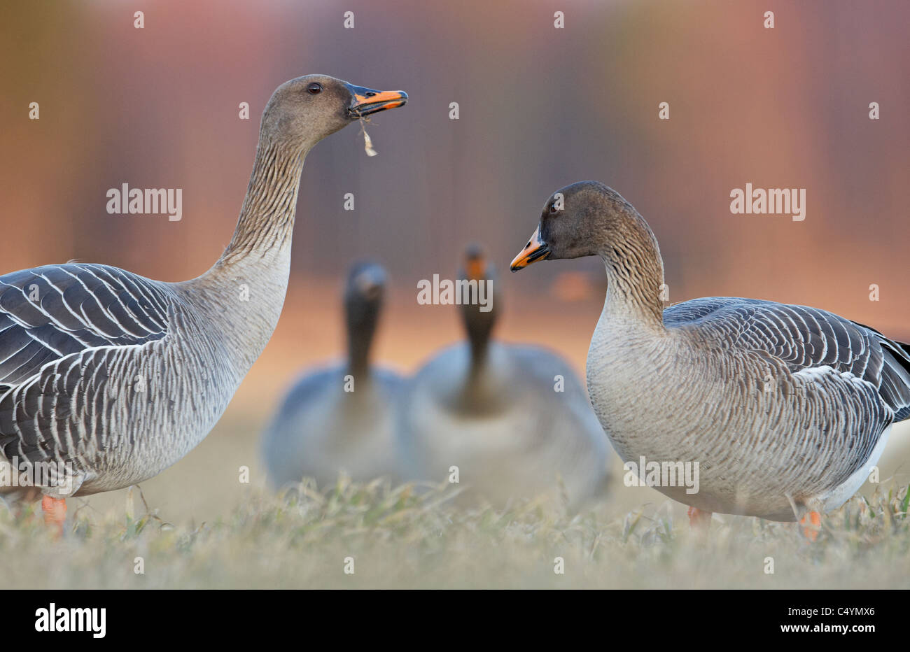 Bean Goose (Anser fabalis). Due coppie di erba, interagendo. Foto Stock