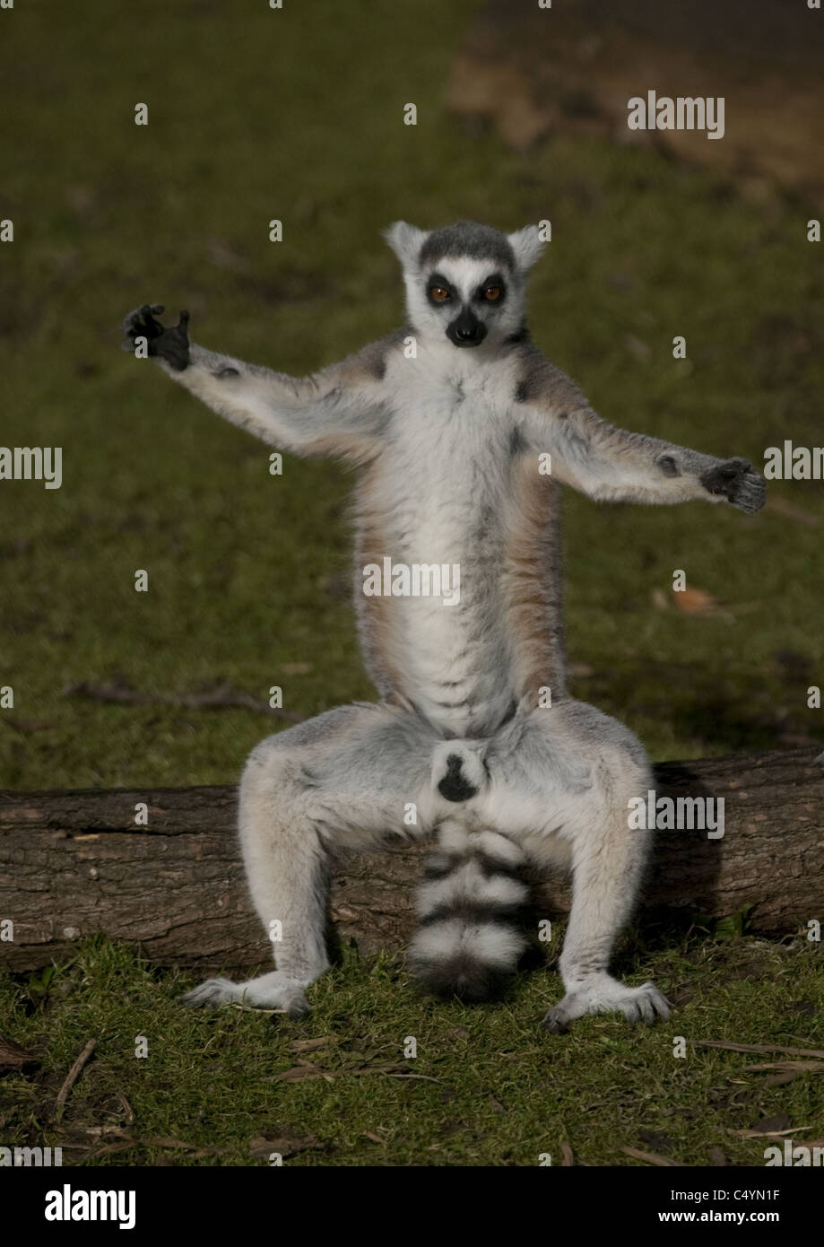 Anello lemure codato (Lemur catta) gambe e braccia akimbo Foto Stock