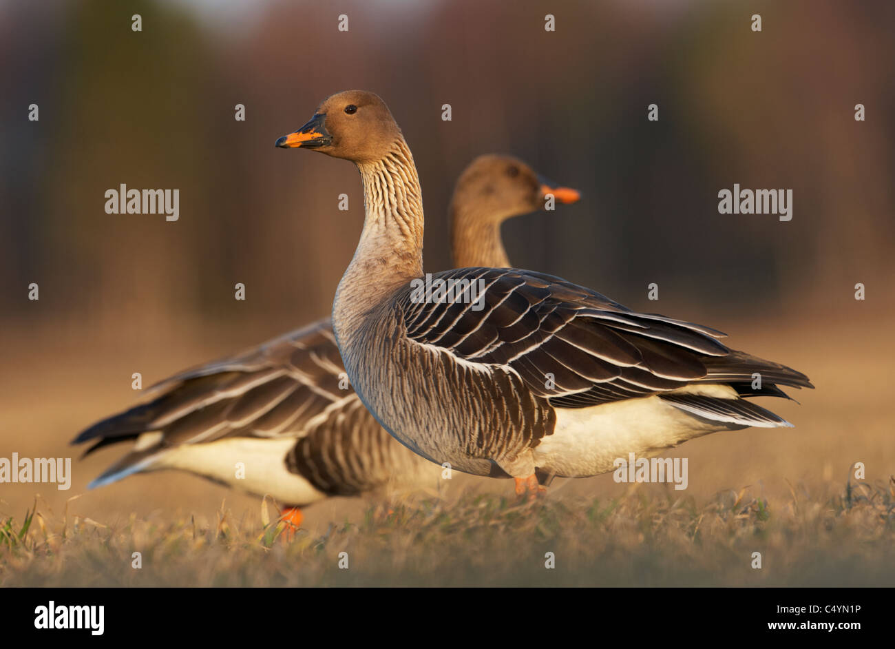 Bean Goose (Anser fabalis), coppia sull'erba. Foto Stock