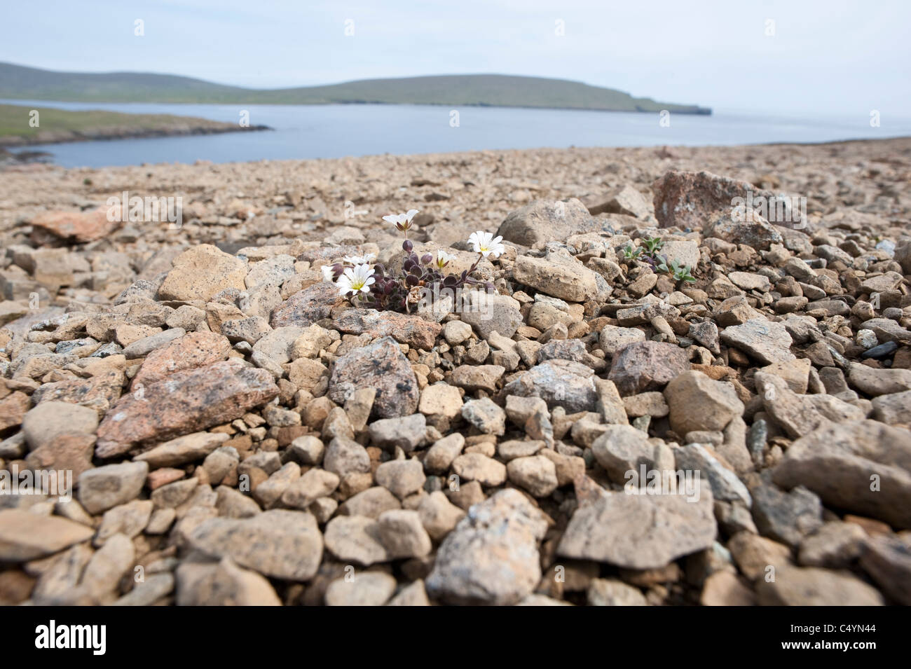 La Edmondston chickweed (Cerastium nigrescens) pianta endemica cresce solo su due colline a serpentina sull isola di Unst Shetland Foto Stock