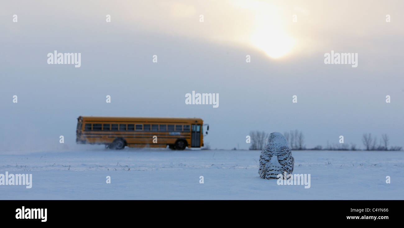 Civetta delle nevi (Bubo scandiacus, Nyctea scandiaca), femmina adulta in piedi nella tundra con bus di scuola in background. . Foto Stock