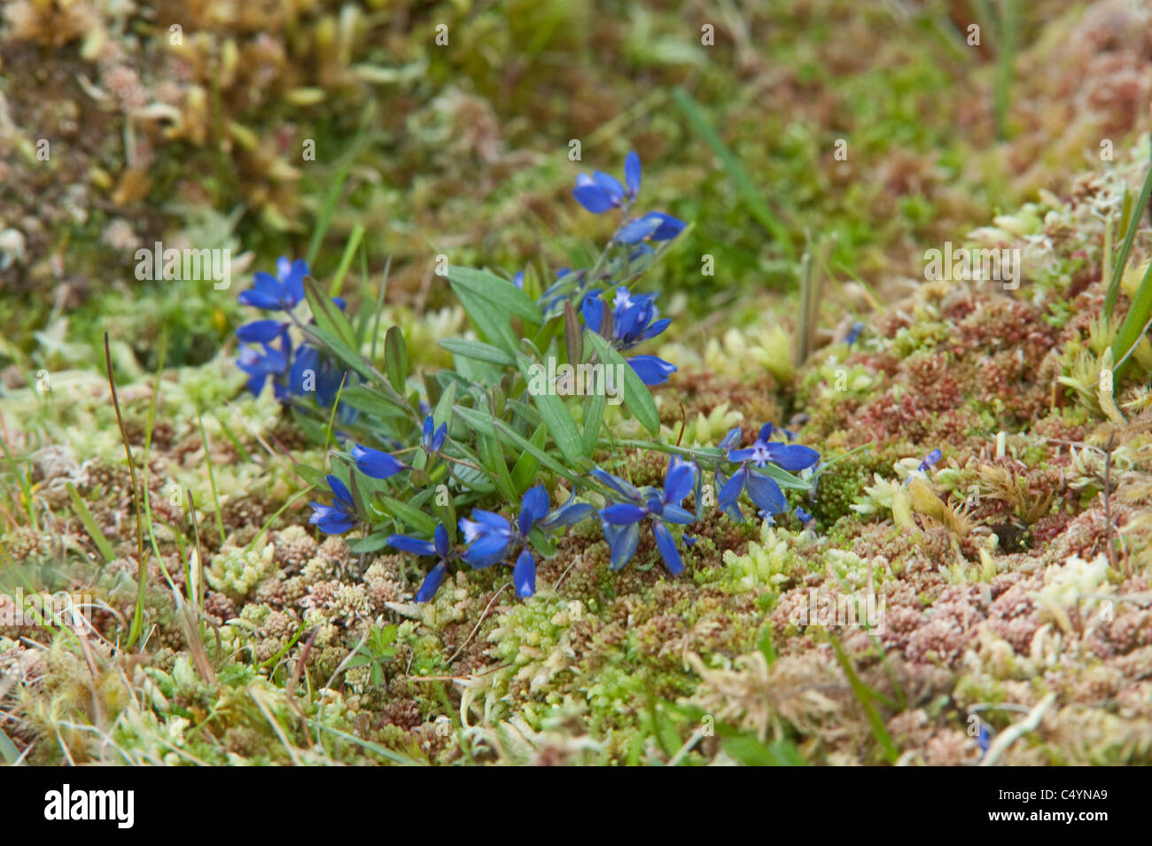 Heath Milkwort (Polygala serpyllifolia) Yell Shetland Arcipelago subartiche Scozia UK Europa Foto Stock