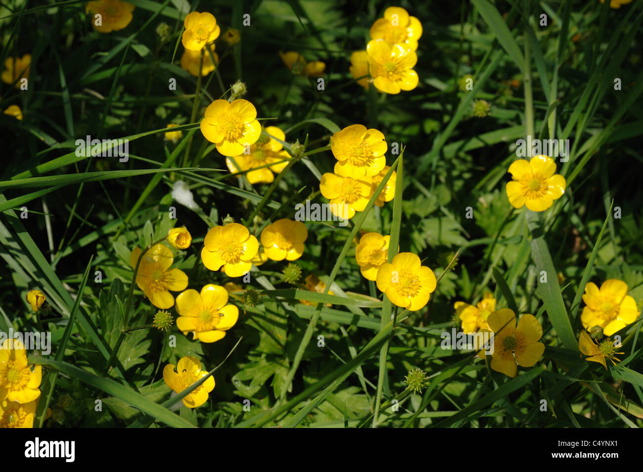 Ranuncolo strisciante (Ranunculus repens) fioritura in pascolo maturo, Devon Foto Stock