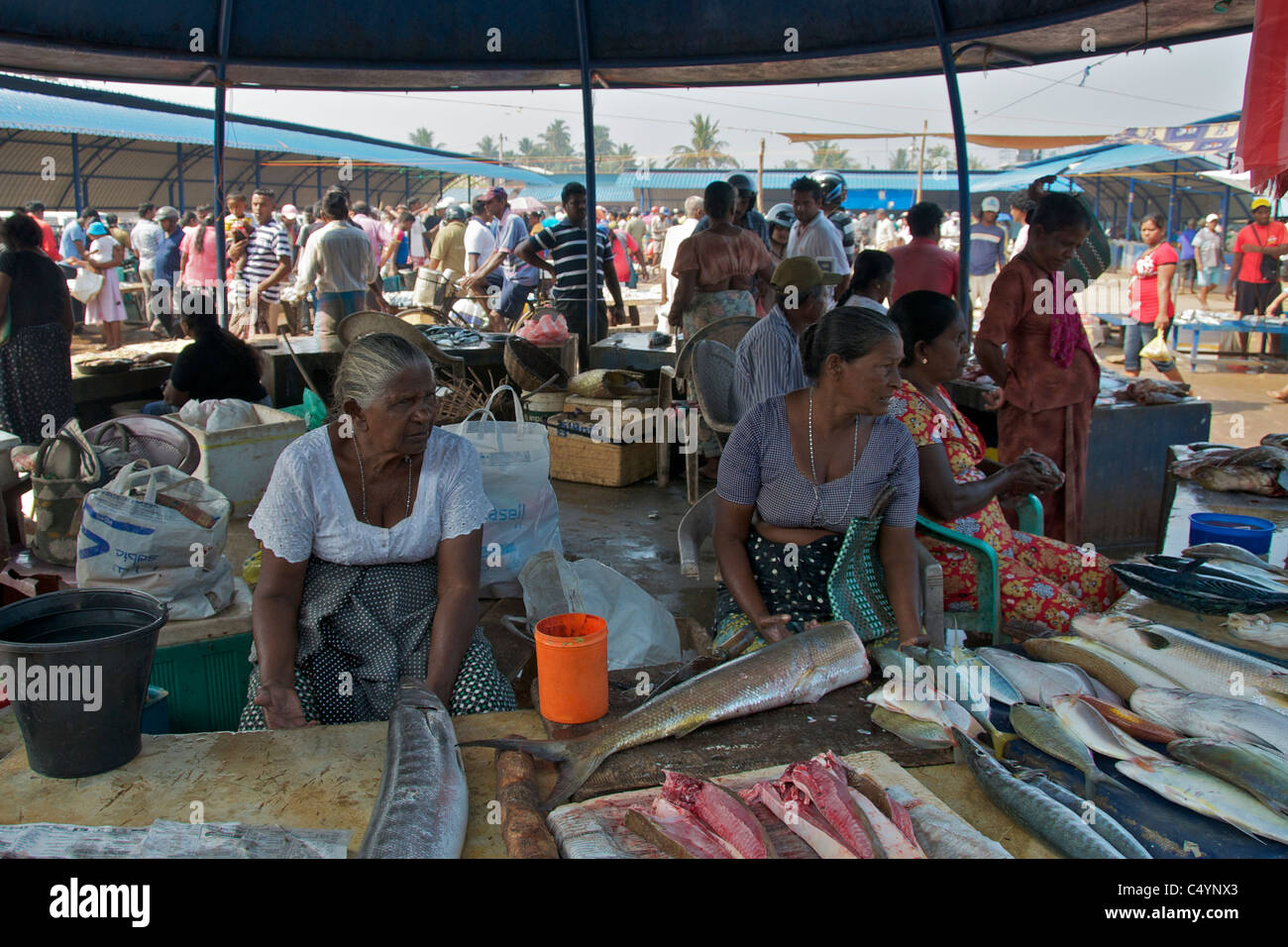Le donne di vendita del pesce dietro il contatore Negombo Mercato del Pesce in Sri Lanka Foto Stock