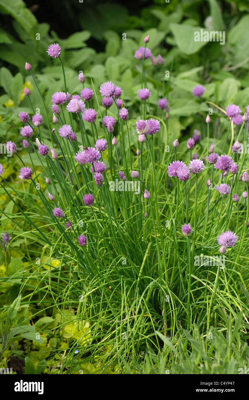 Fioritura di piante di erba cipollina, orto di erbe Foto Stock
