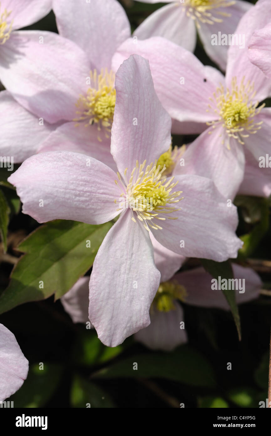 La clematide montana "Elizabeth' fiori su un giardino scalatore Foto Stock