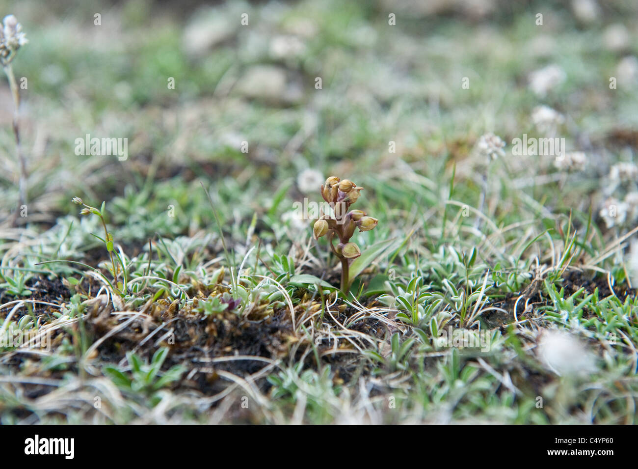 Frog Orchid (Coeloglossum viride) fiore habitat desiderosi di Hamar Riserva Naturale Nazionale Unst Shetland Scozia Scotland Foto Stock