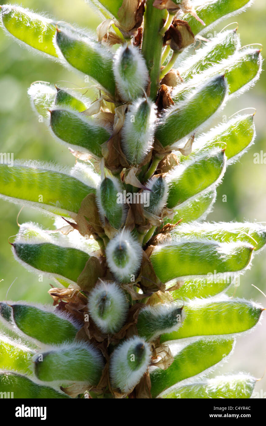 Una chiusura del semi di lupino di alta illuminata dal sole in pelliccia coperta in cialde Foto Stock