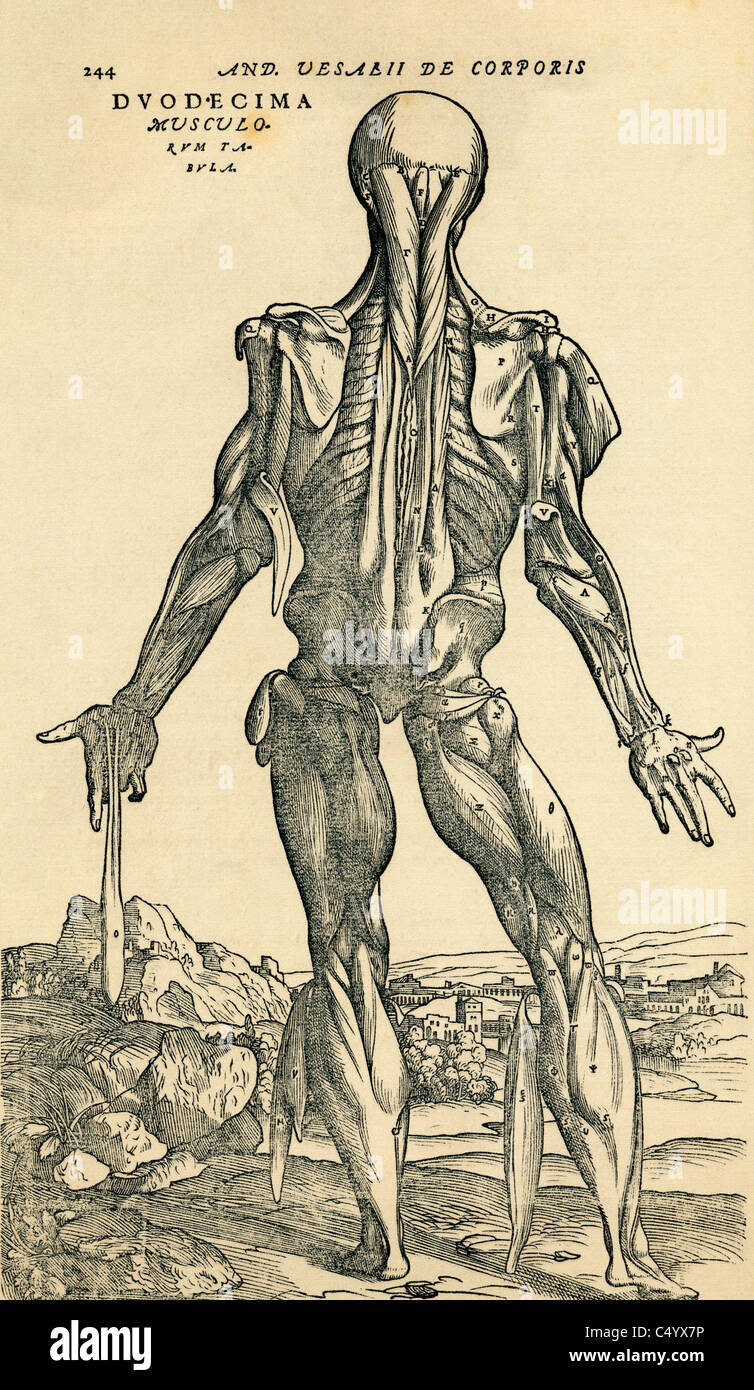 Studio anatomico originariamente pubblicato nel De humani corporis fabrica Libri Septem da Andreas Vesalius Foto Stock
