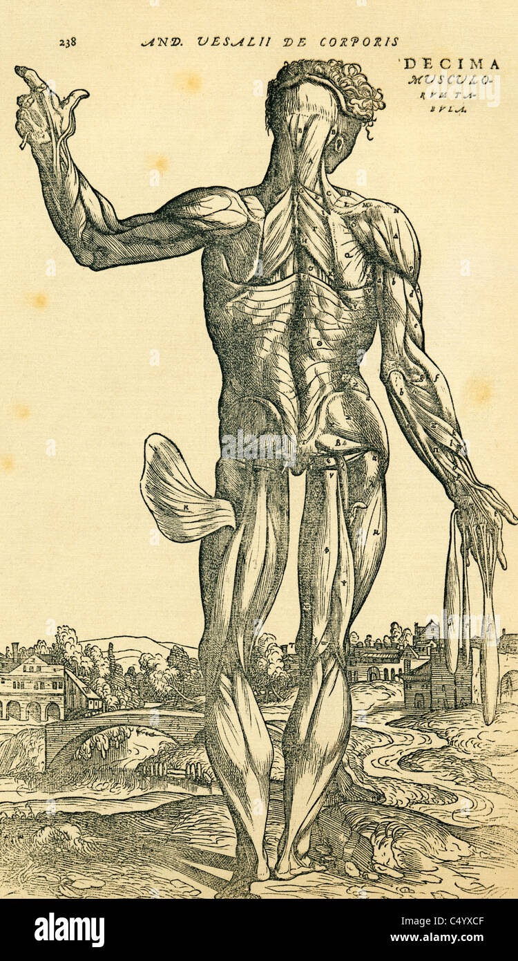 Studio anatomico originariamente pubblicato nel De humani corporis fabrica Libri Septem da Andreas Vesalius Foto Stock