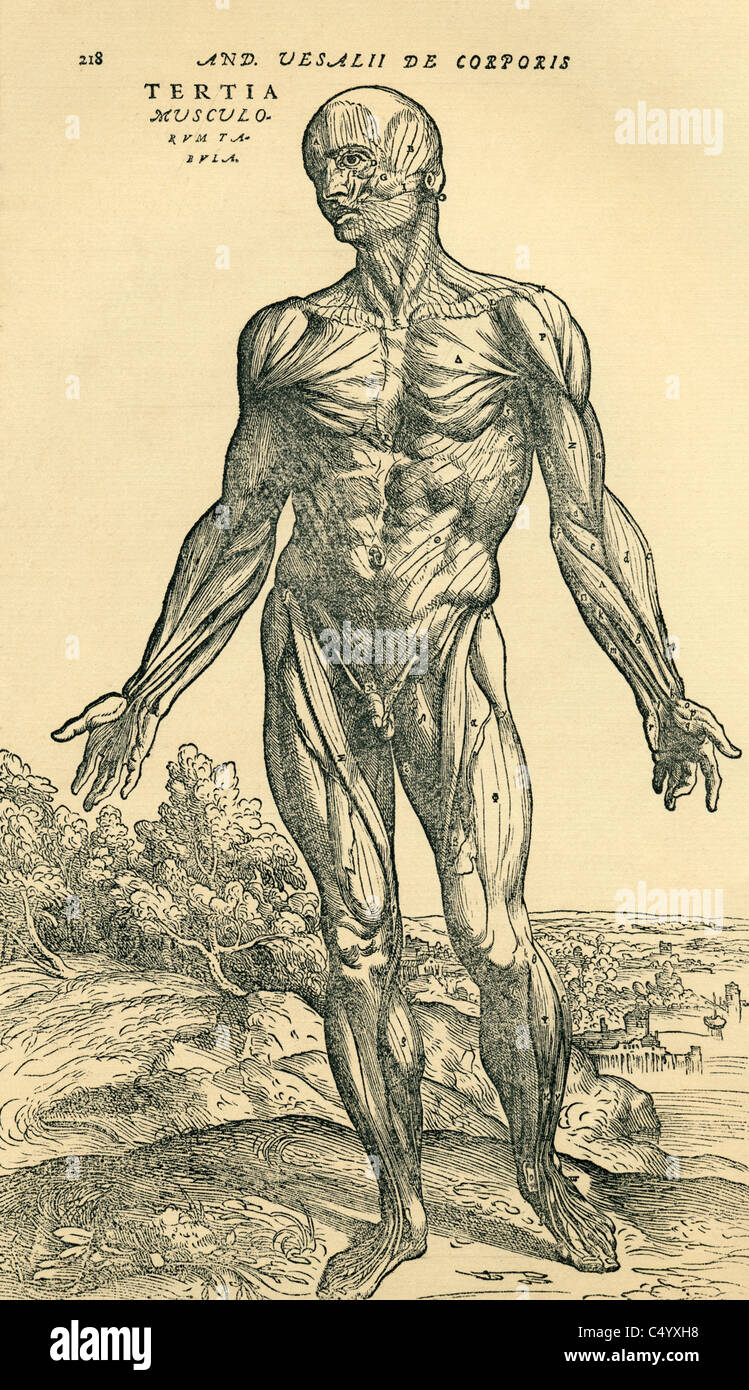 Studio anatomico originariamente pubblicato nel De humani corporis fabrica Libri Septem da Andreas Vesalius Foto Stock