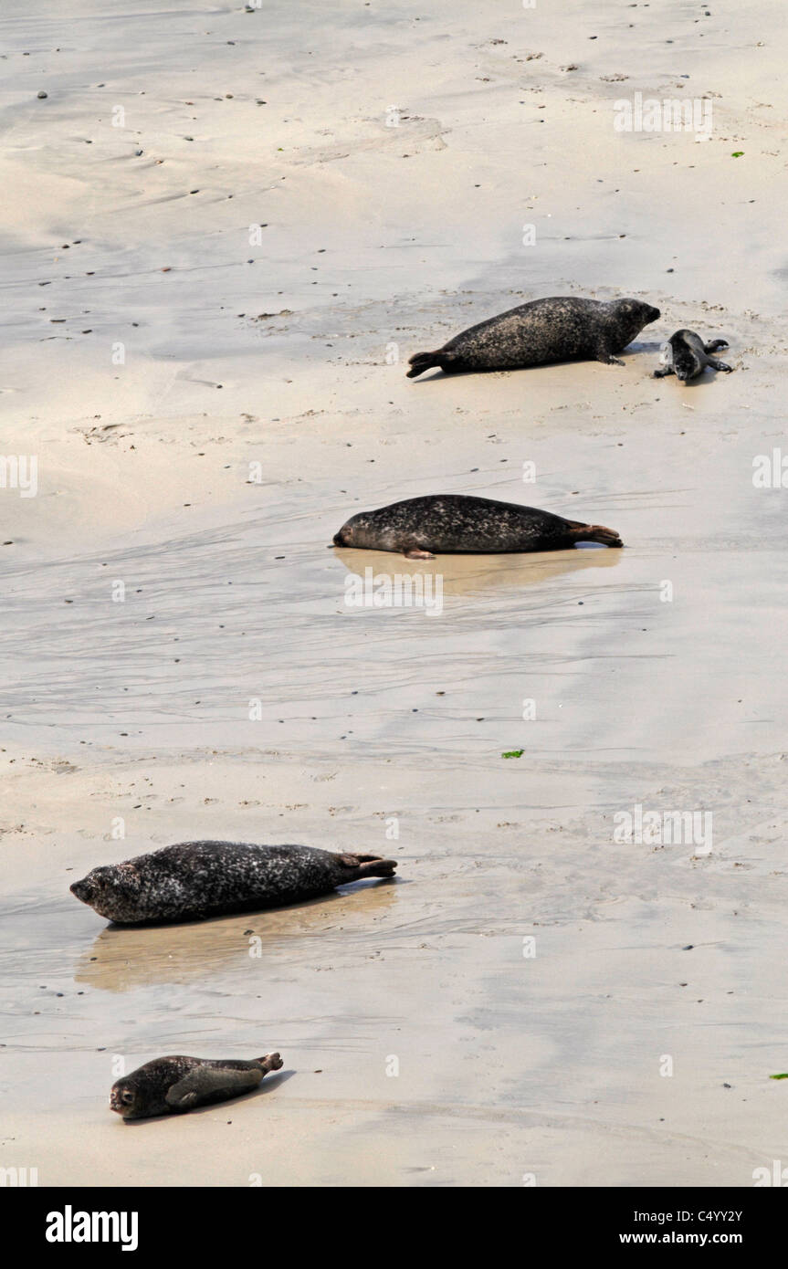 Comune o le guarnizioni di tenuta del porto e cuccioli sulla baia di spiaggia Scousburgh sulle Isole Shetland. Scozia 7374 SCO Foto Stock