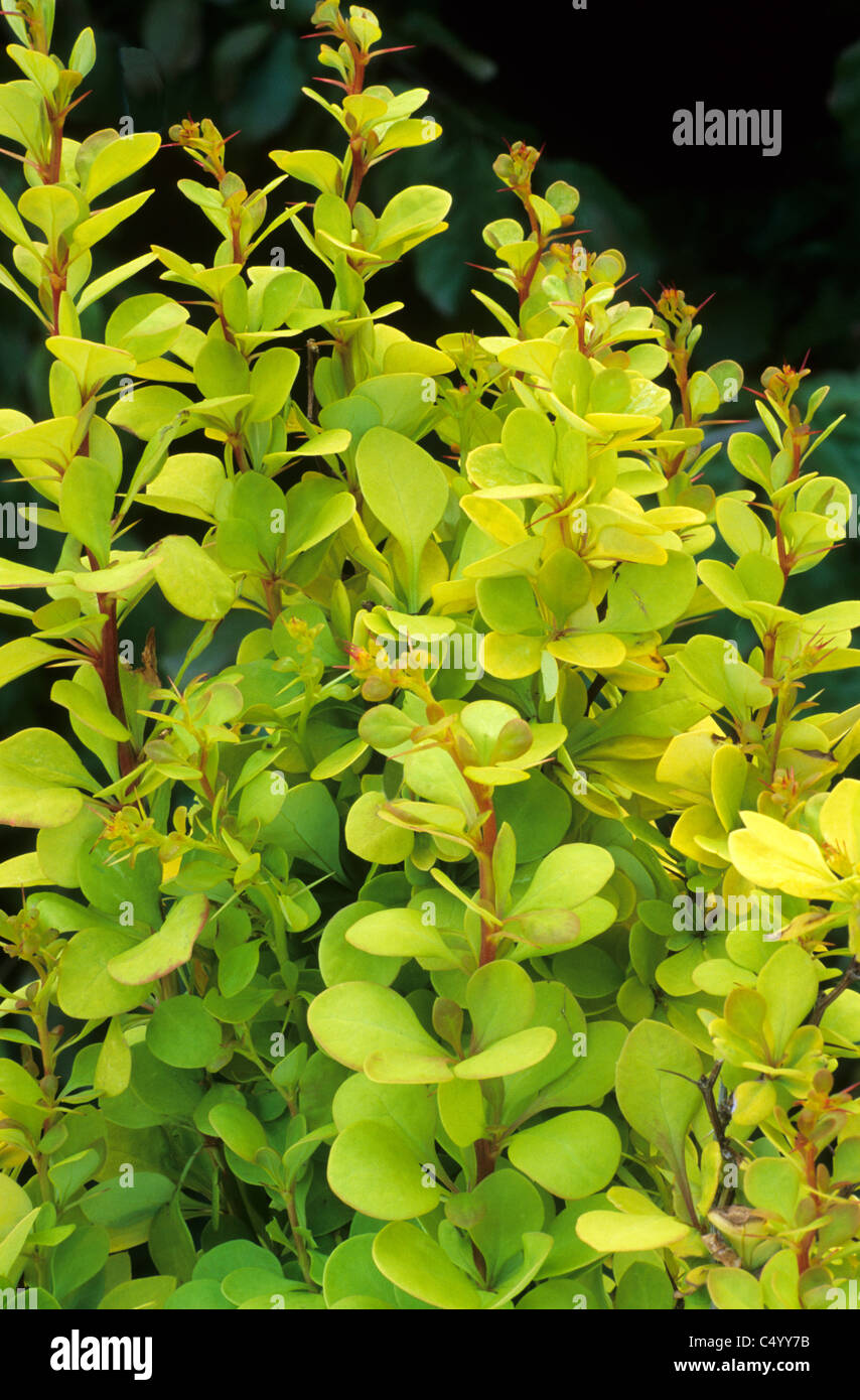 Berberis thunbergii " Golden Torch' giardino di piante vegetali giallo fogliame golden leaf lascia Crespino Foto Stock