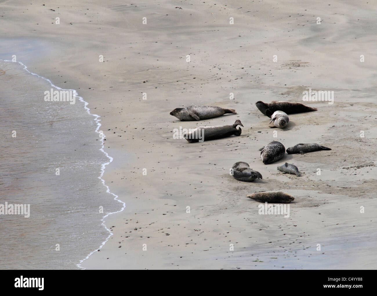 Comune o le guarnizioni di tenuta del porto e cuccioli sulla baia di spiaggia Scousburgh sulle Isole Shetland. Scozia SCO 7376 Foto Stock