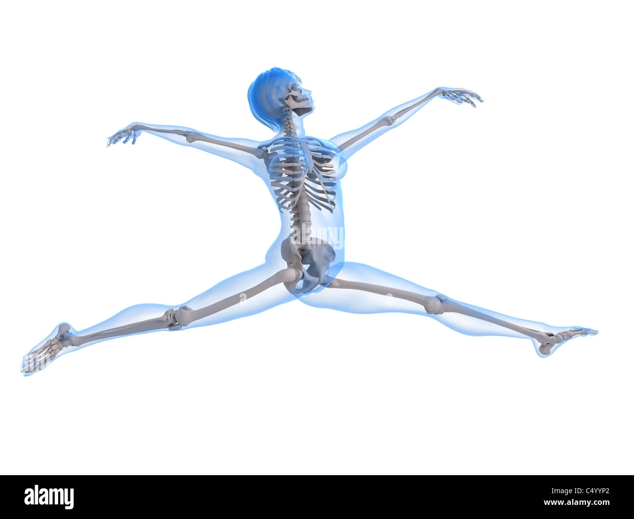 Femmina dello scheletro umano Foto stock - Alamy