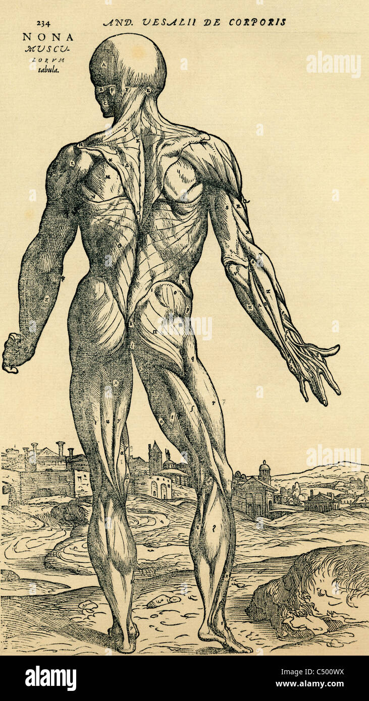 Studio anatomico originariamente pubblicato nel De humani corporis fabrica Libri Septem da Andreas Vesalius Foto Stock