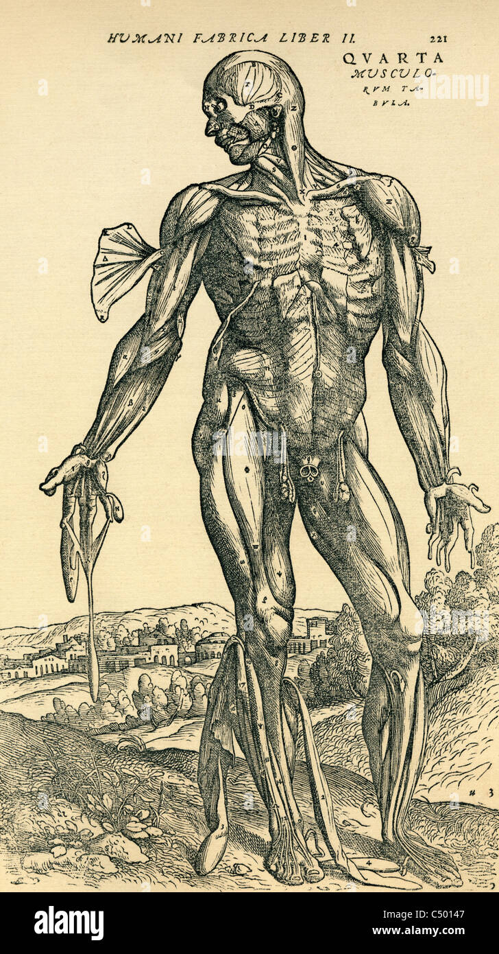 Studio anatomico originariamente pubblicato nel De humani corporis fabrica Libri Septem da Andreas Vesalius Foto Stock