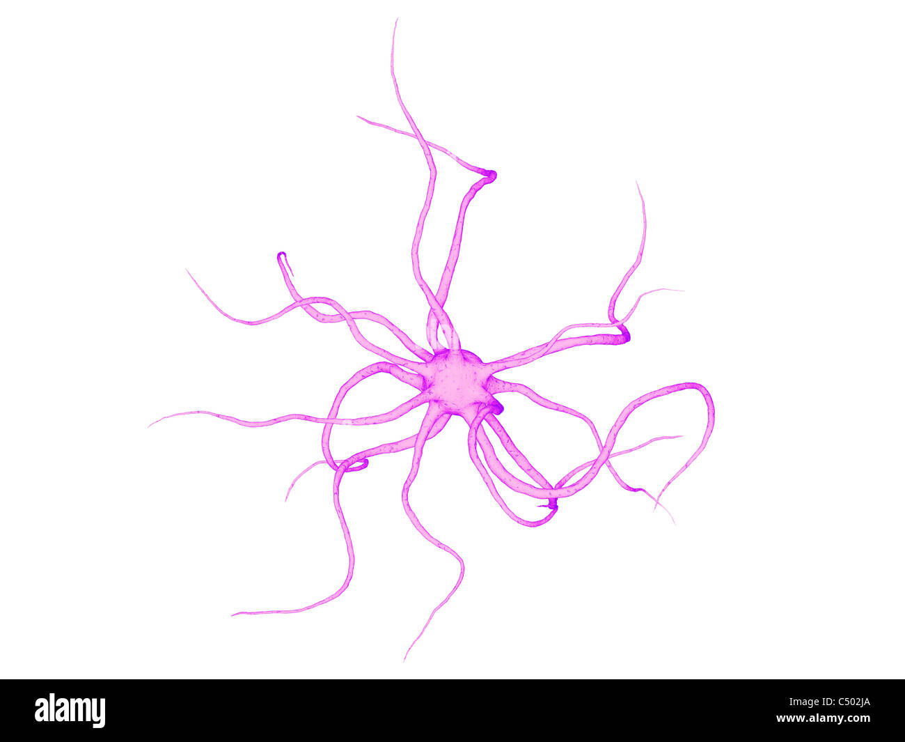 delle cellule nervose Foto Stock