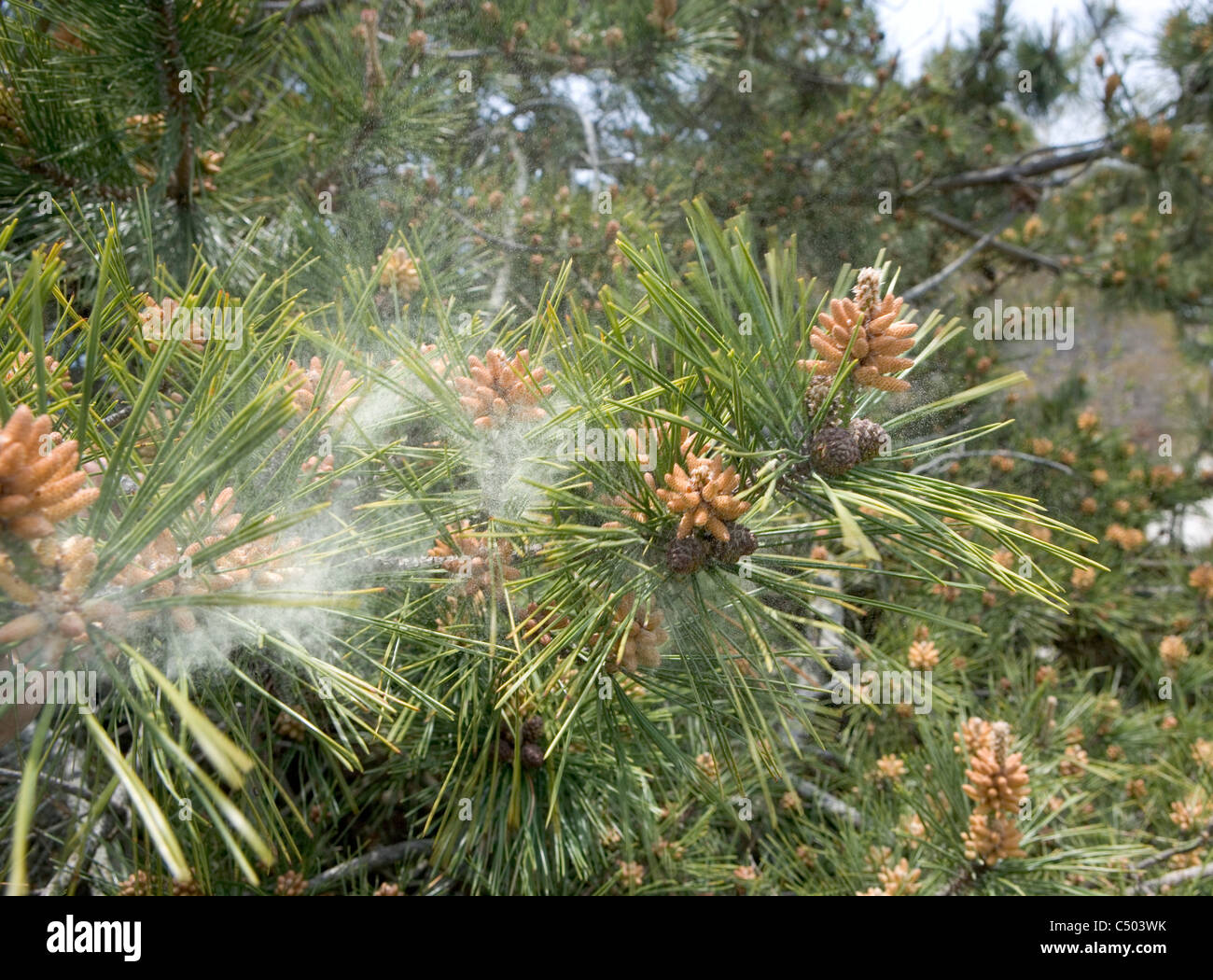 Il polline cadendo da un albero di pino nel vento Foto Stock