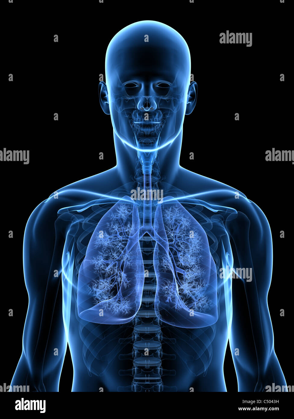 Polmone umano Foto Stock