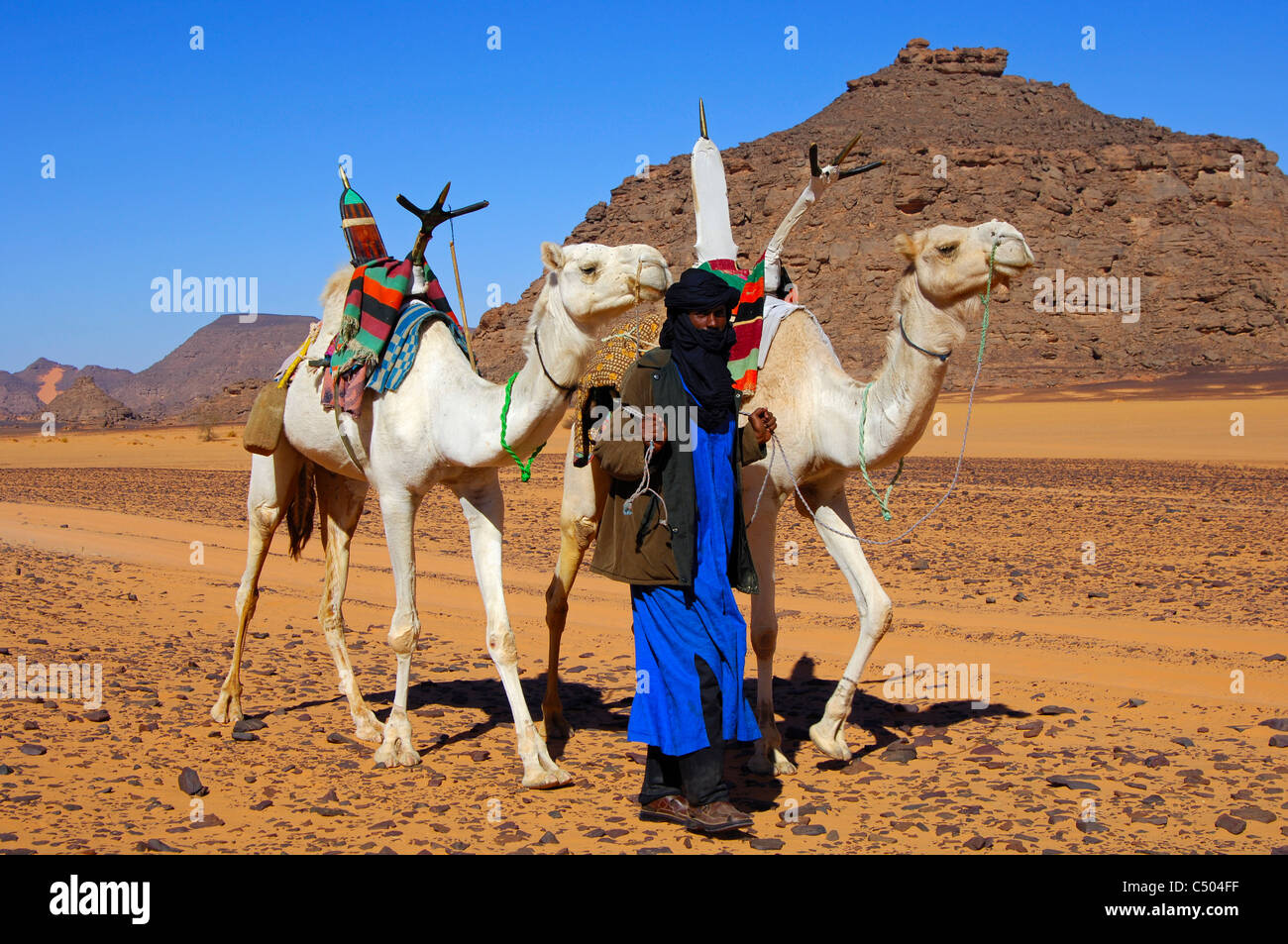 Touareg nomad azienda dal redini white Mehari dromedari nel deserto del Sahara, Libia, Nord Africa Foto Stock