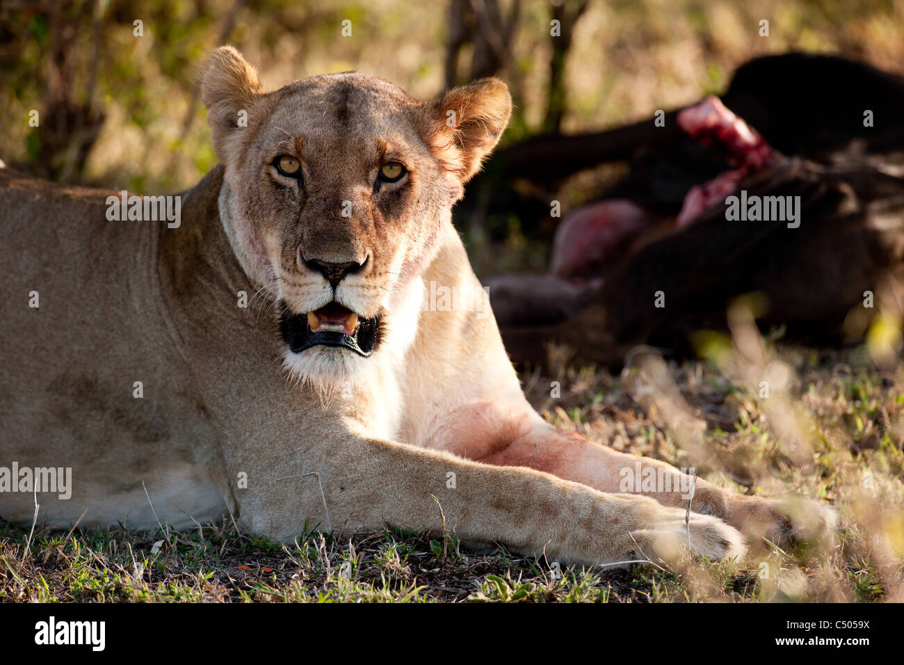 Una leonessa insanguinato witth il suo recente kill. Masai Mara north conservancy, Kenya. Foto Stock