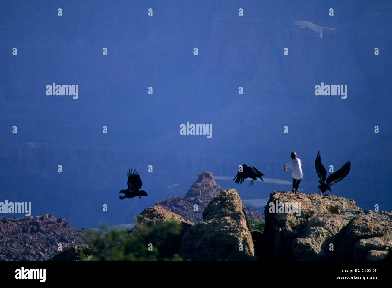 Biologo spaventando California Condor lontano dal bordo del Grand Canyon vicino a tourist si affacciano per evitare assuefazione, Arizona Foto Stock