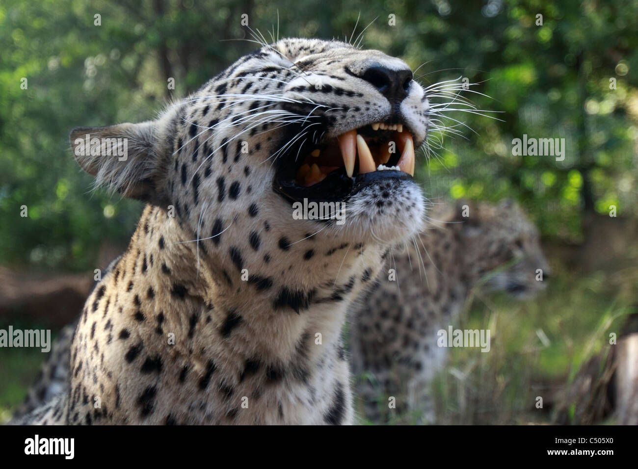 Close up un aggressivo Leopard (Panthera pardus) in cattività Foto Stock