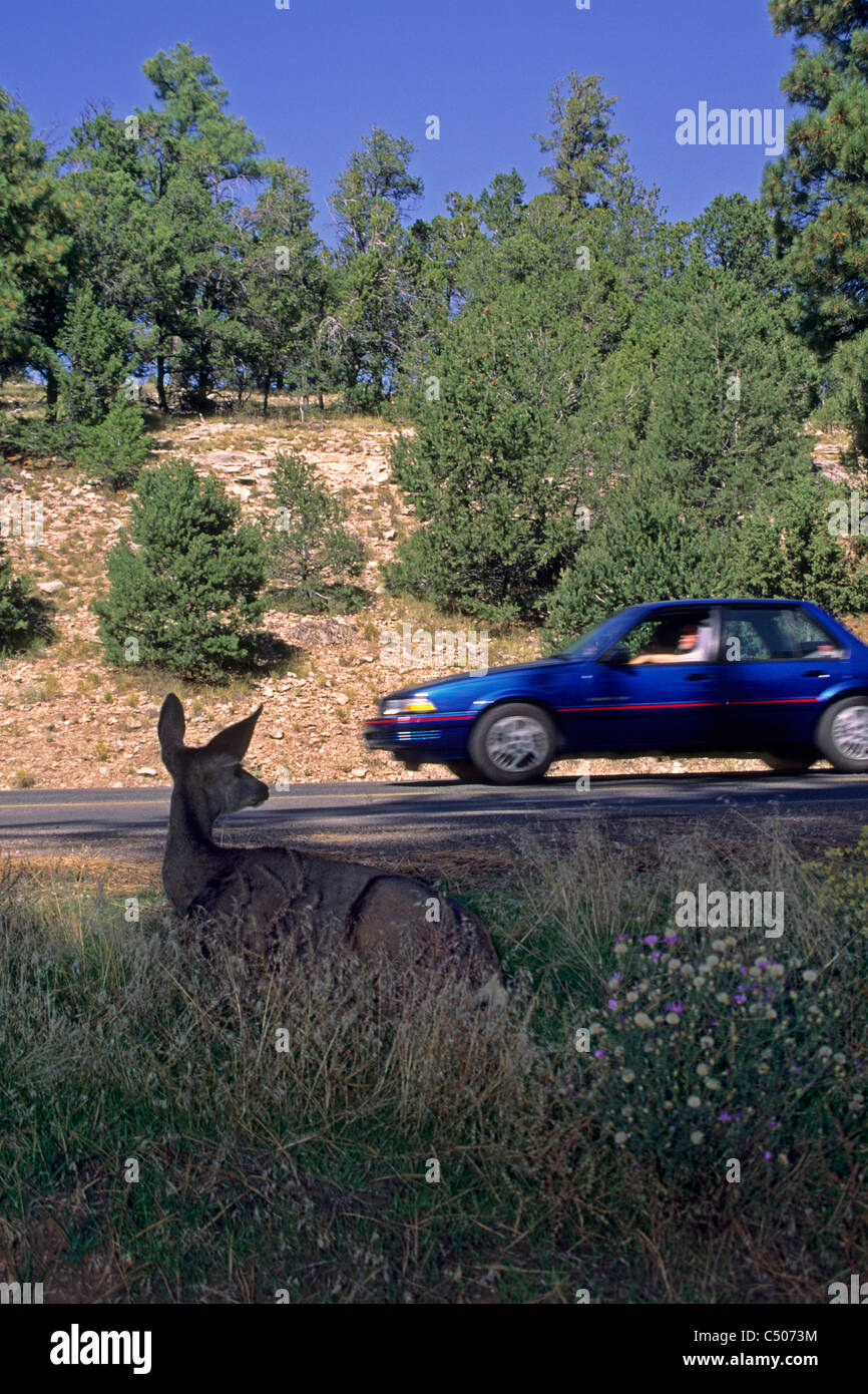Cari guardando in auto dal lato della strada, South Rim, il Parco Nazionale del Grand Canyon, Arizona Foto Stock