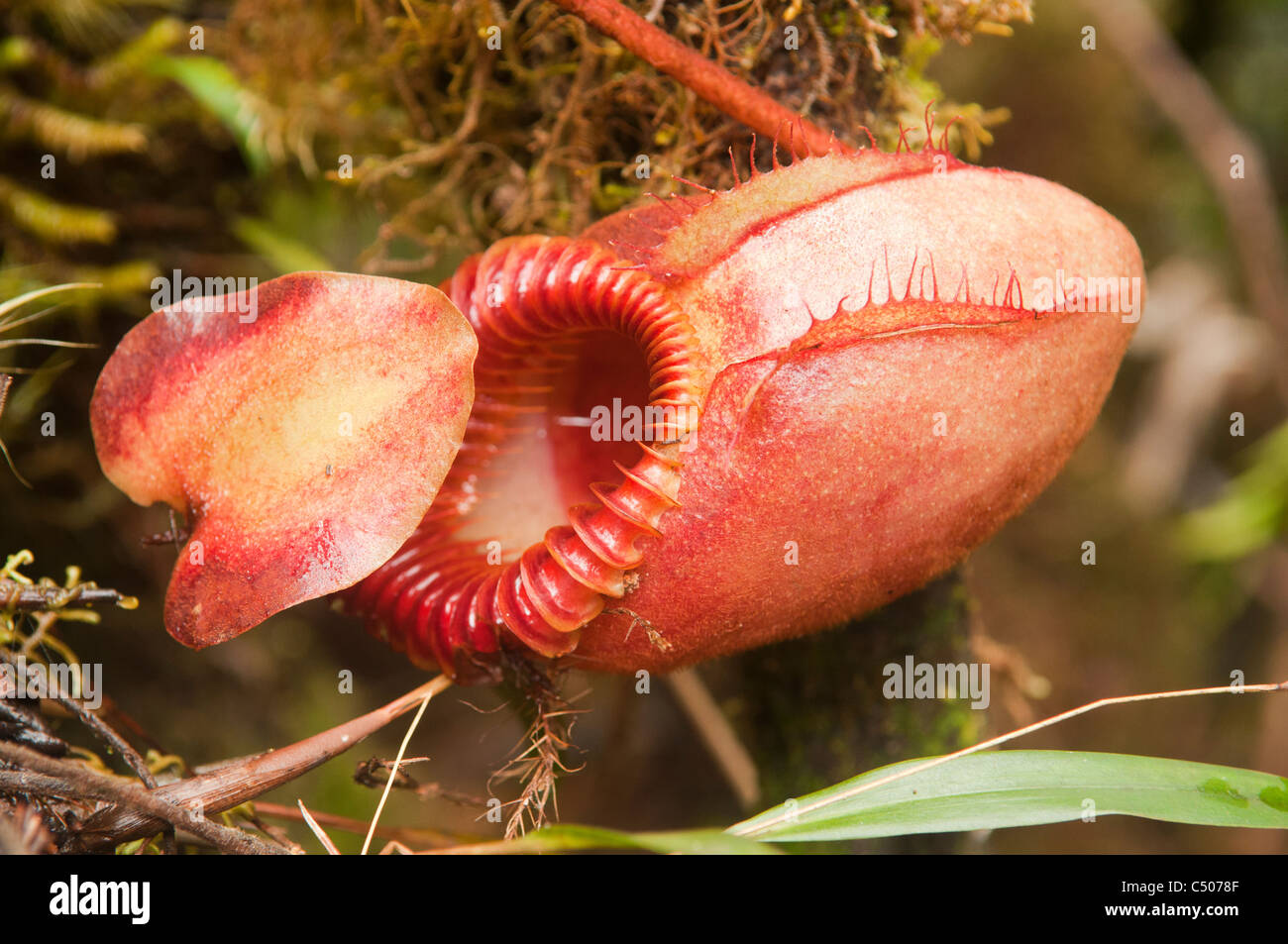 Carnivori di pianta brocca (Nepenthes Villosa) in Kinabalu Parco Nazionale a Sabah, Borneo Malaysia Foto Stock