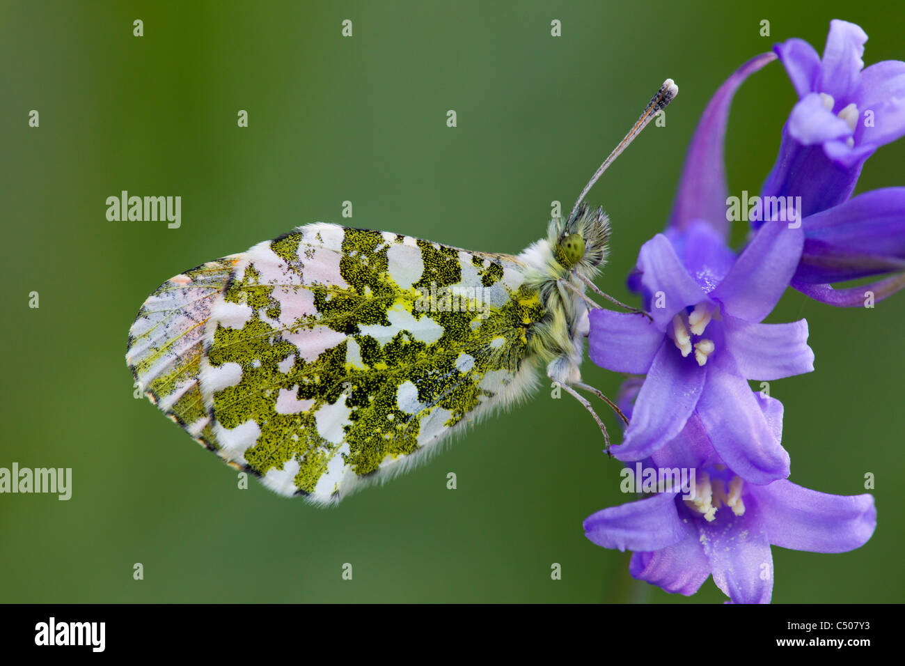 Arancio-punta Anthocharis cardamines maschio a roost su bluebells a Eastville Park, Bristol in aprile. Foto Stock