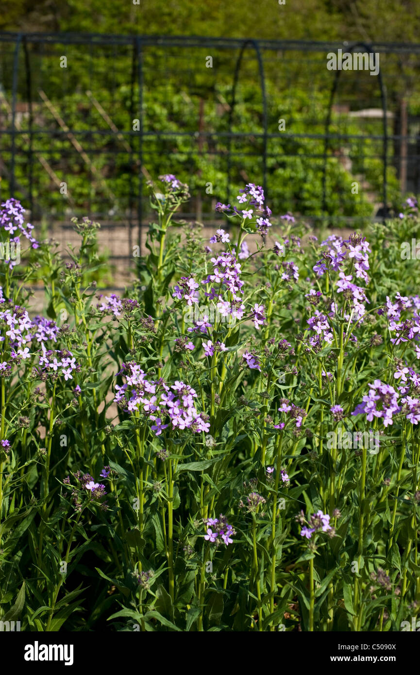 Hesperis matronalis, dame di violetta, in fiore Foto Stock