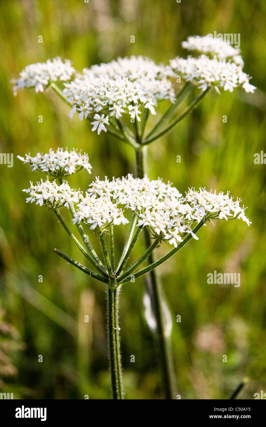 Mucca prezzemolo, bianco weed Foto Stock