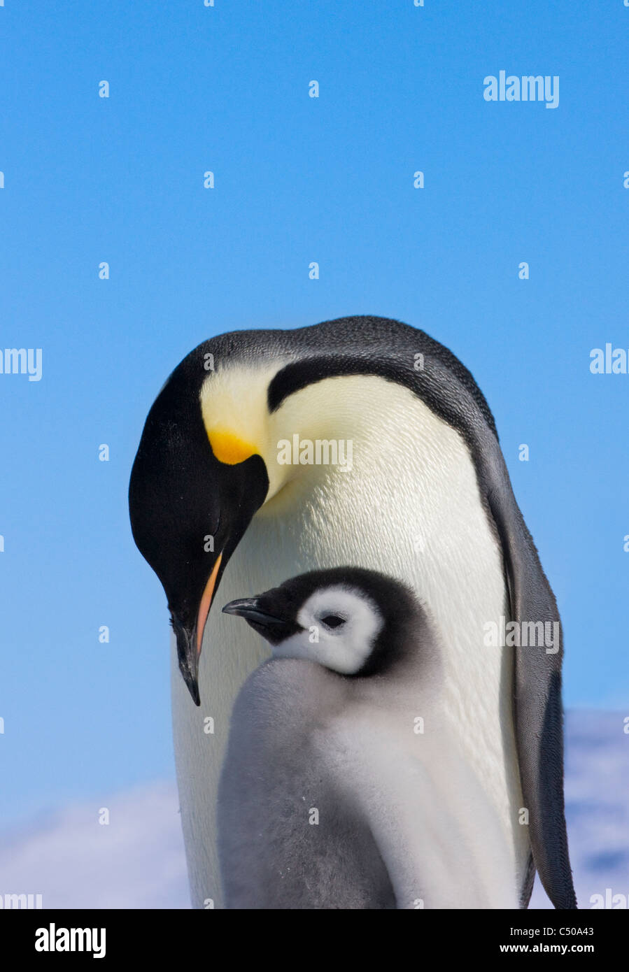 Pinguini imperatore genitori con pulcini su ghiaccio, Snow Hill Island, Antartide Foto Stock