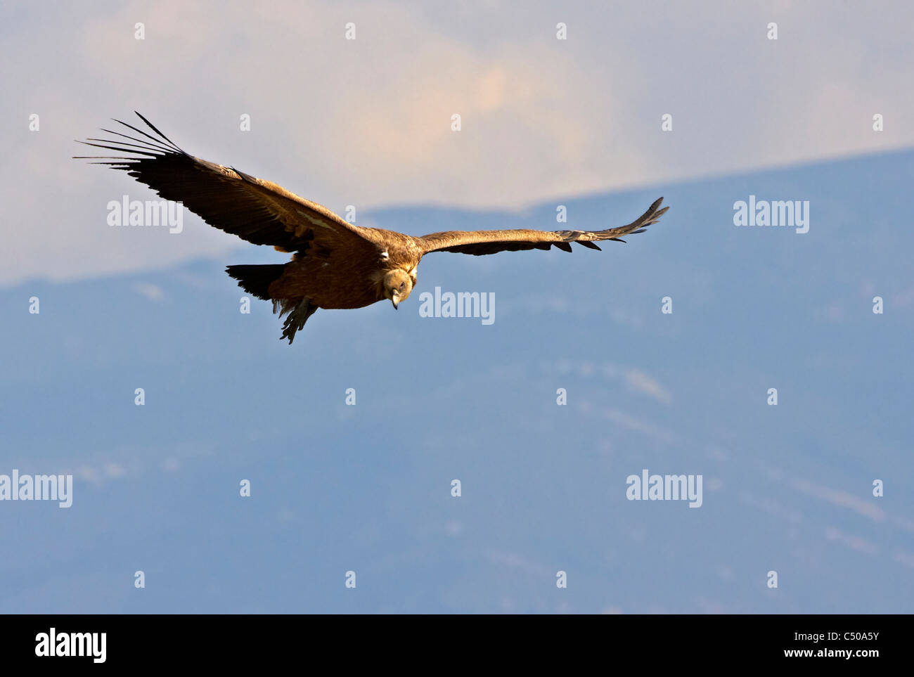 Avvoltoio battenti, buitre leonado volando Foto Stock