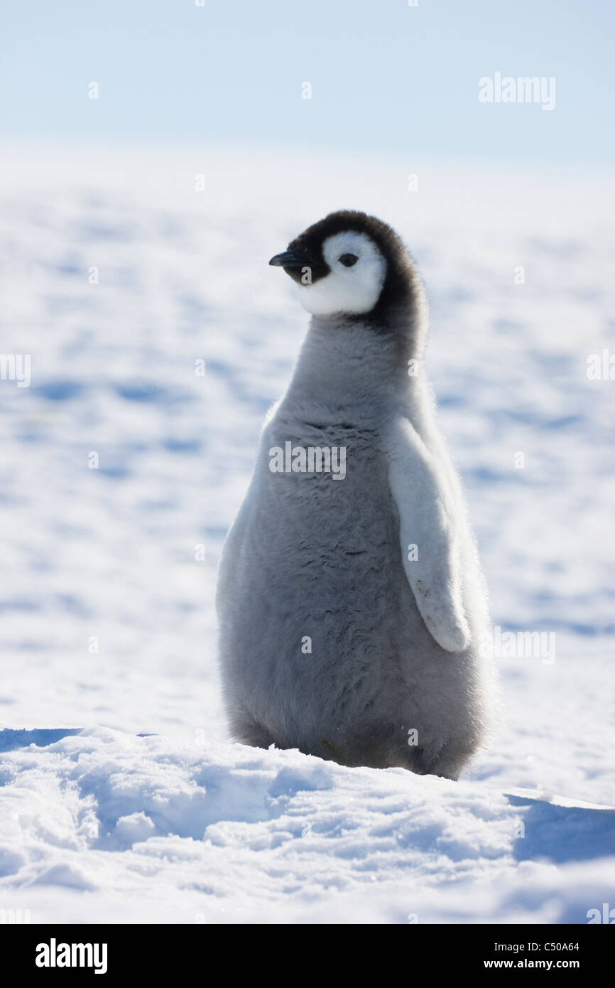 Pinguino imperatore pulcini su ghiaccio, Snow Hill Island, Antartide Foto Stock