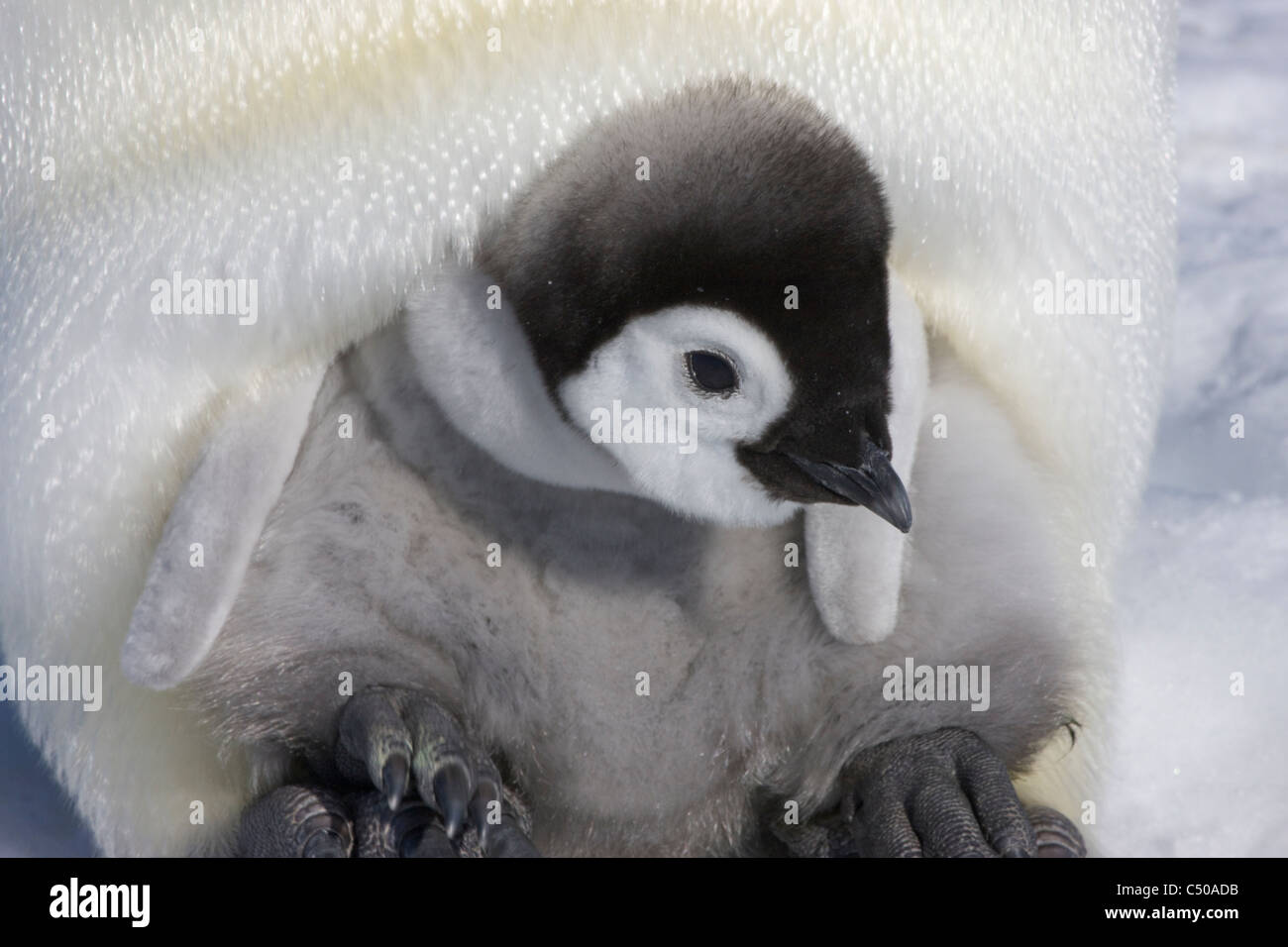 Pinguino imperatore pulcino su genitore con i piedi sul ghiaccio, Snow Hill Island, Antartide Foto Stock