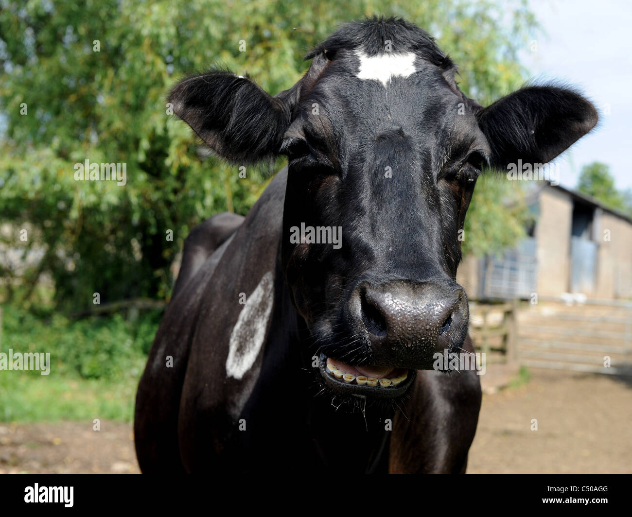 La faccia di un sorridente lucido nero vacca. Foto Stock