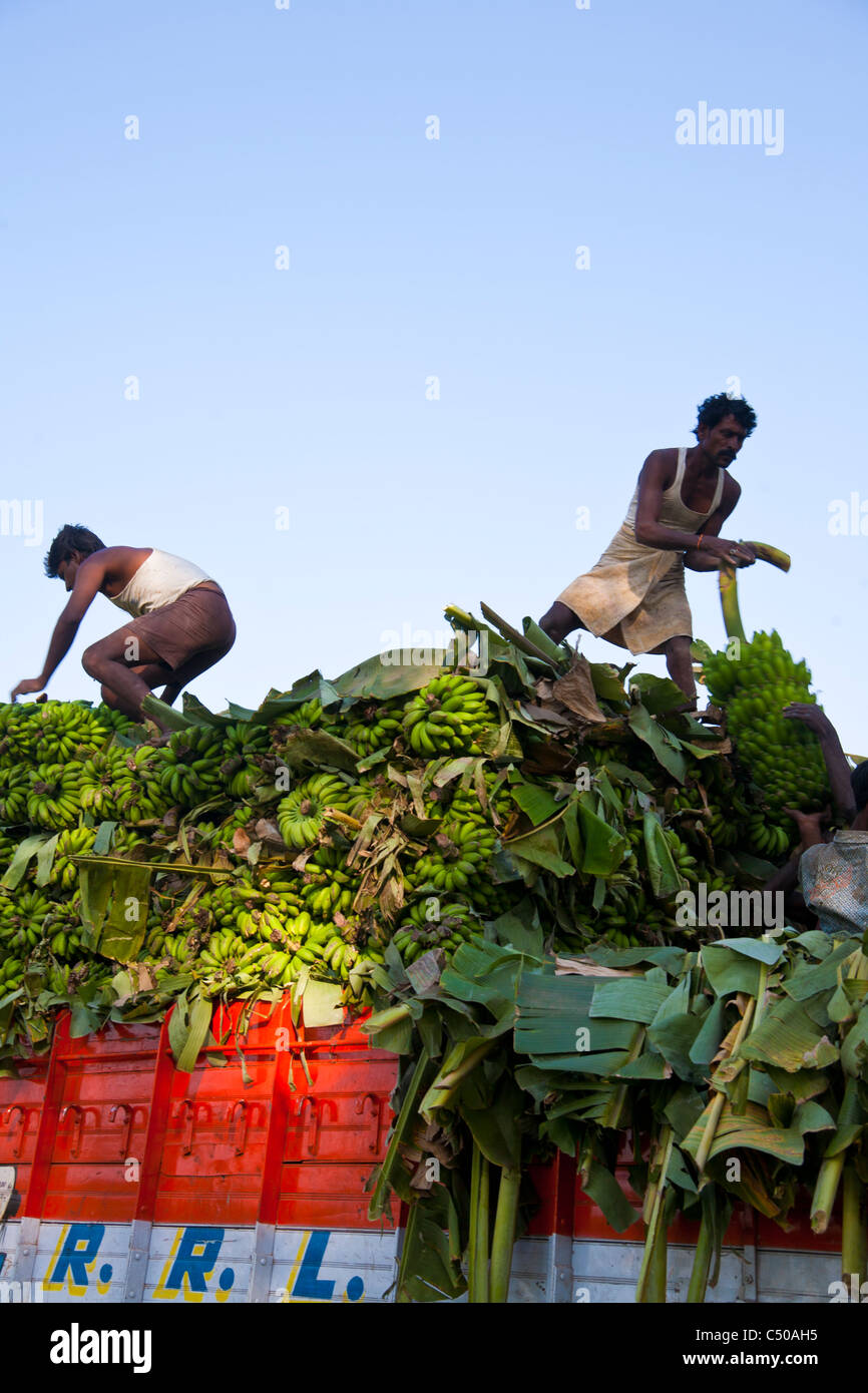 Caricamento di un carrello di banane al momento del raccolto, nei pressi di Hampi, provincia di Karnataka, India Foto Stock