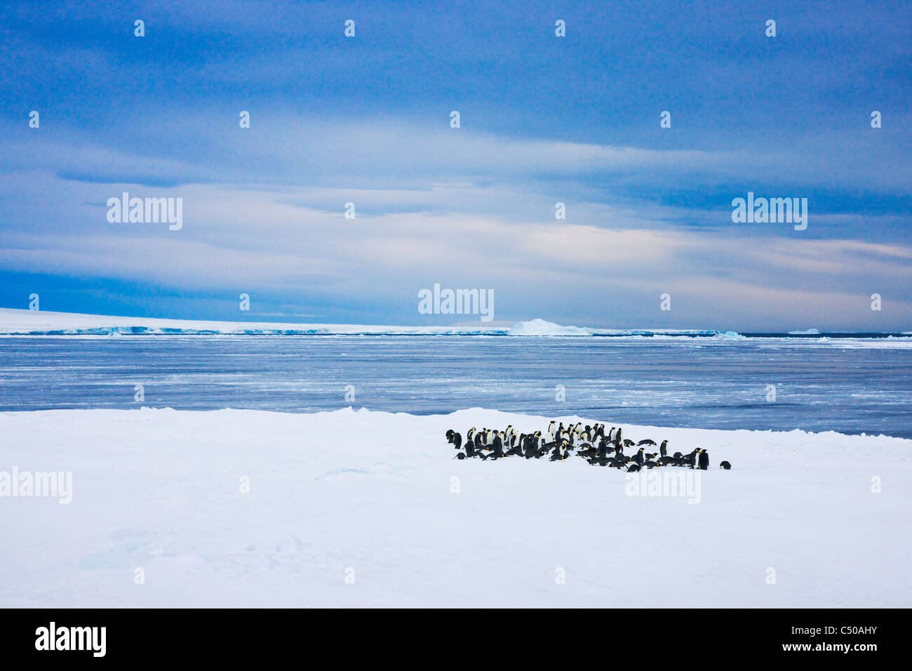 Pinguini imperatore su ghiaccio, Snow Hill Island, Antartide Foto Stock