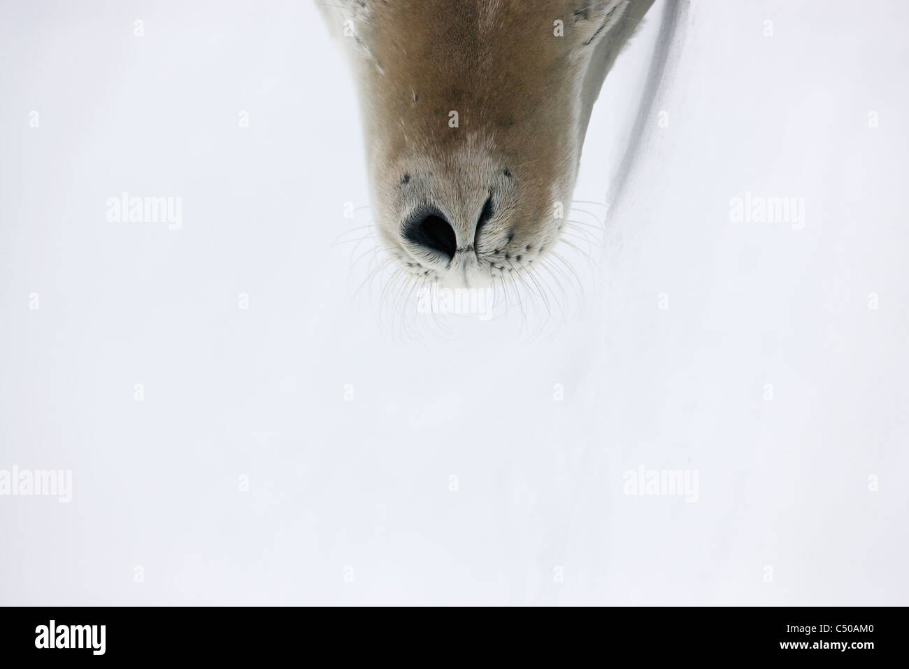 Guarnizione di Weddell di respirazione con una narice su ghiaccio, Snow Hill Island, Antartide Foto Stock