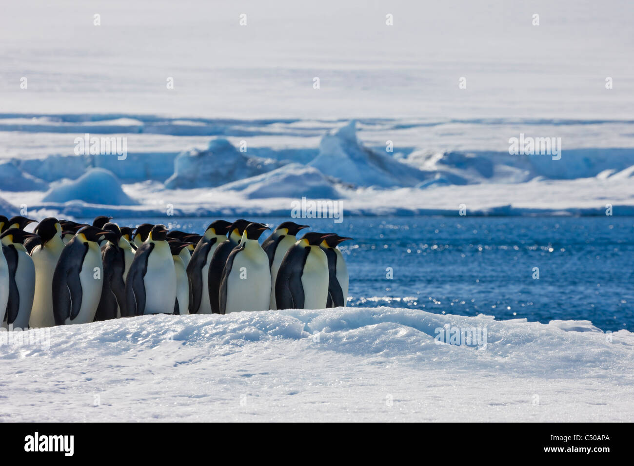 Pinguini imperatore su ghiaccio, Snow Hill Island, Antartide Foto Stock