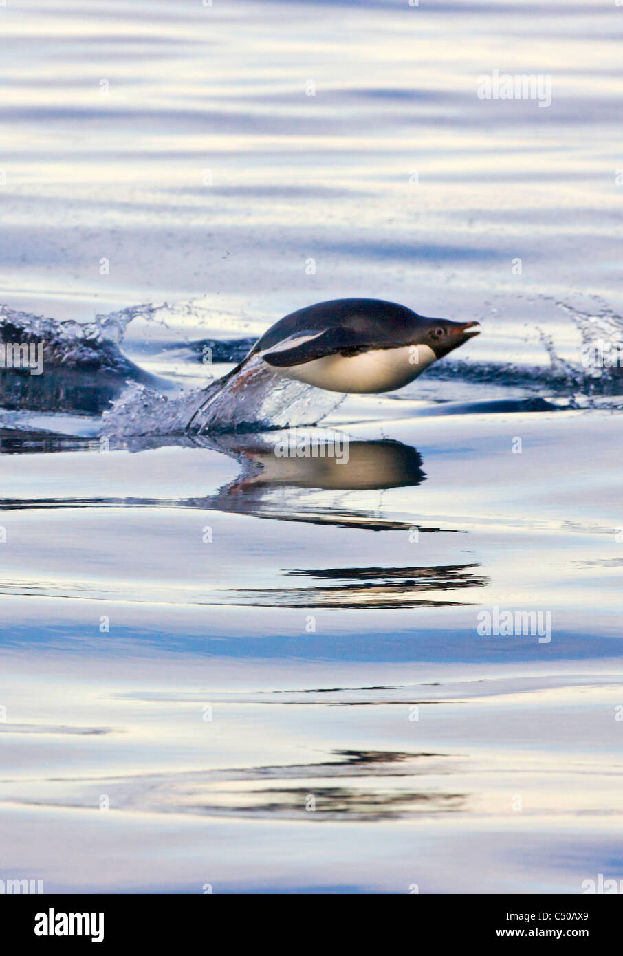 Adelie Penguin saltare sopra l'acqua, a sud delle Isole Shetland Isola, Antartide Foto Stock