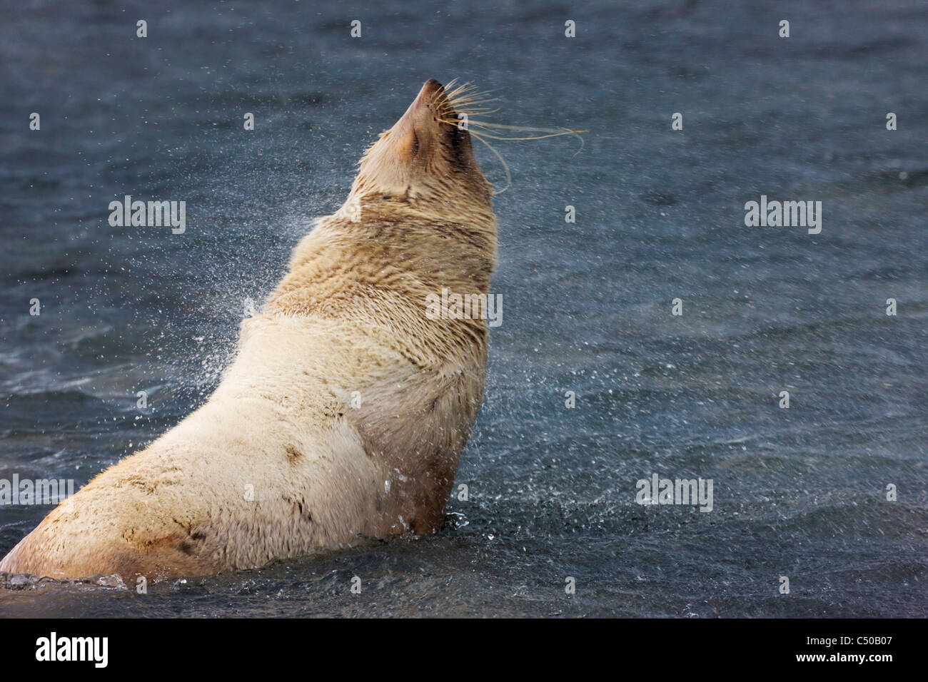 Sud della pelliccia sigillo baby, Penguin Island, Antartide Foto Stock