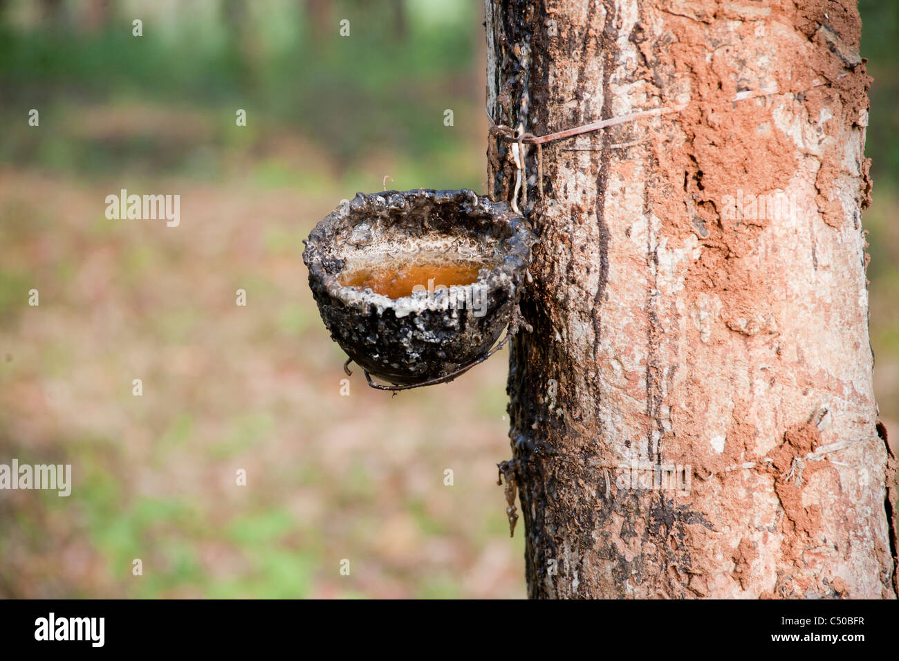 Estrazione di gomma su un albero di hevea nel quartiere Wayanand, Kerala, India. Foto Stock